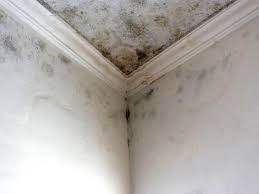 Best Emergency Mold Remediation  in Oronogo, MO